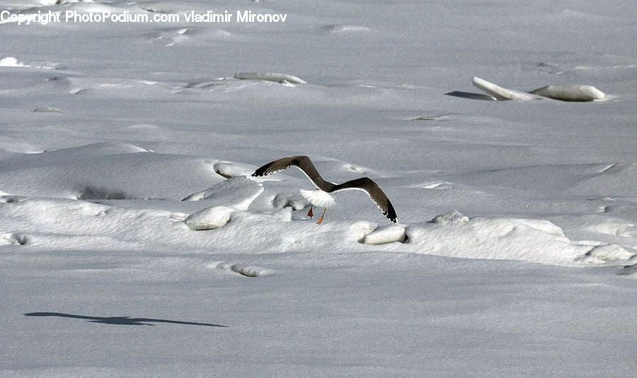 Bird, Goose, Waterfowl, Booby, Arctic, Ice, Outdoors