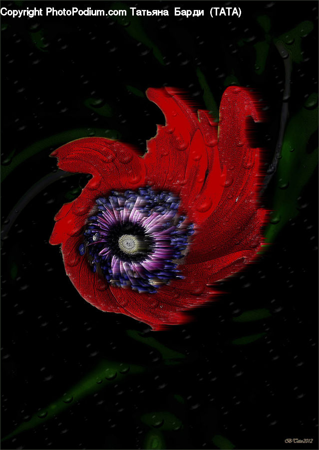 Anemone, Blossom, Flower, Plant, Flora, Pollen, Alphabet