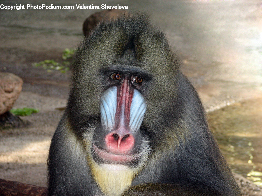 Animal, Baboon, Mammal, Monkey, Soil, Ground