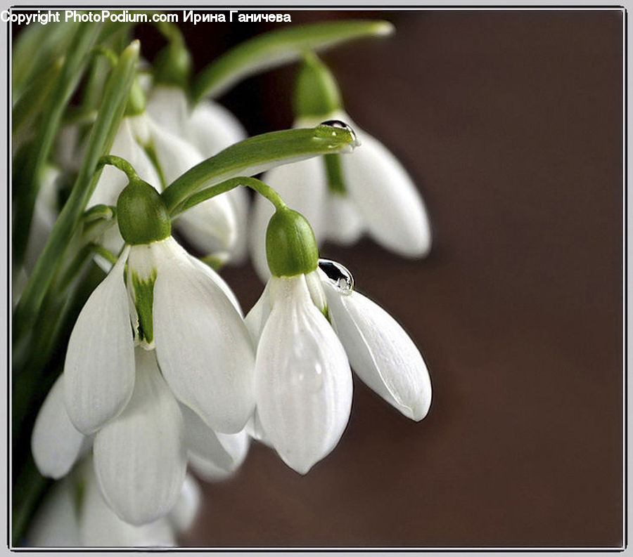 Garlic, Plant, Blossom, Flora, Flower, Geranium, Lily