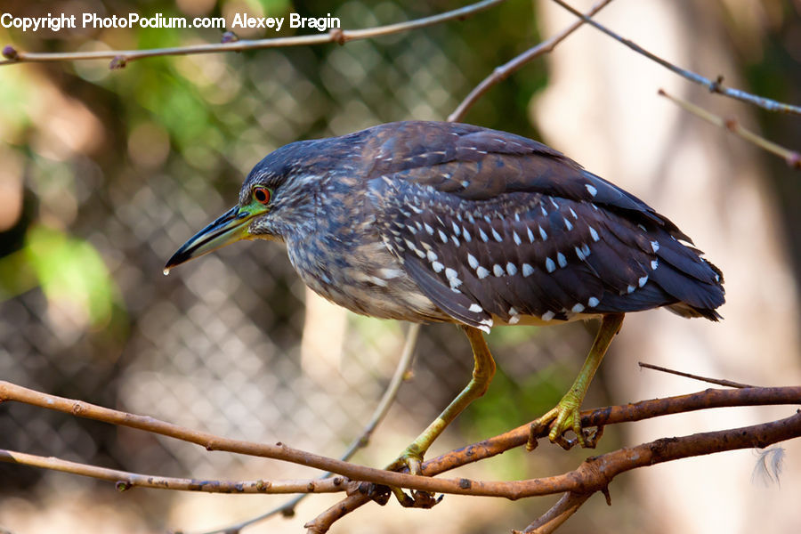 Beak, Bird, Ardeidae, Blue Jay, Bluebird, Jay, Head
