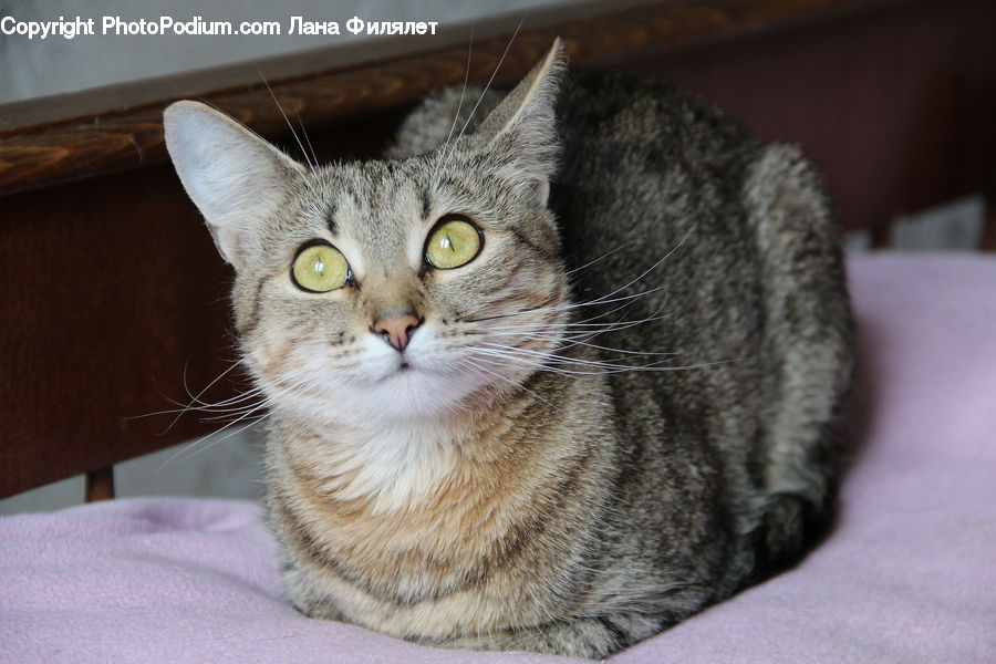 Abyssinian, Animal, Cat, Mammal, Pet