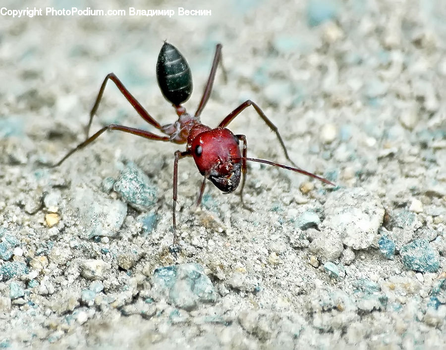 Ant, Insect, Invertebrate, Glass, Beverage, Wine, Wine Glass