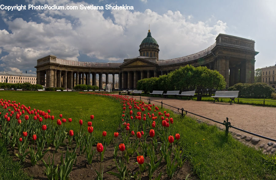 Blossom, Flora, Flower, Plant, Tulip, Campus, Architecture