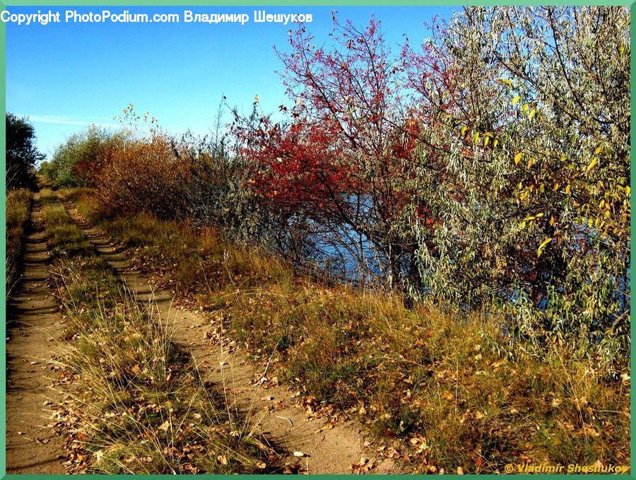 Dirt Road, Gravel, Road, Conifer, Fir, Plant, Tree