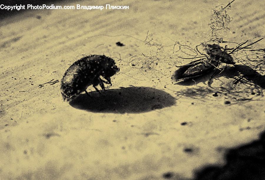 Dung Beetle, Insect, Invertebrate, Soil, Cockroach, Outdoors, Sand