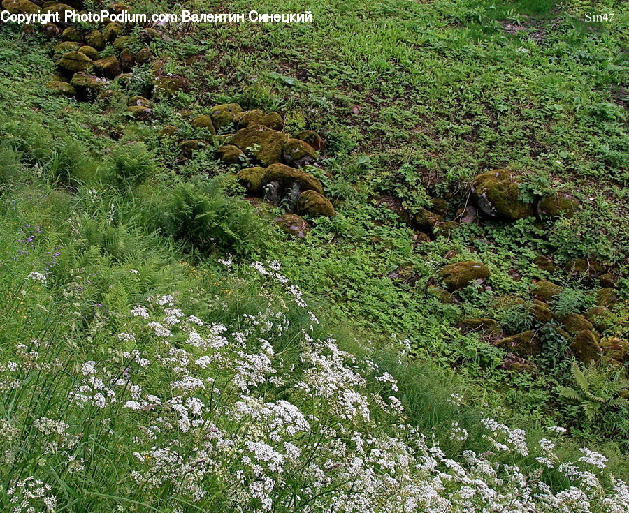 Forest, Jungle, Rainforest, Vegetation, Field, Grass, Grassland