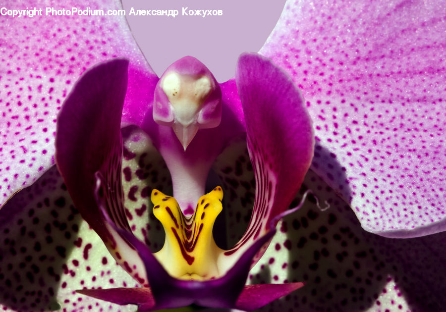 Blossom, Flora, Flower, Orchid, Plant, Gladiolus, Petal