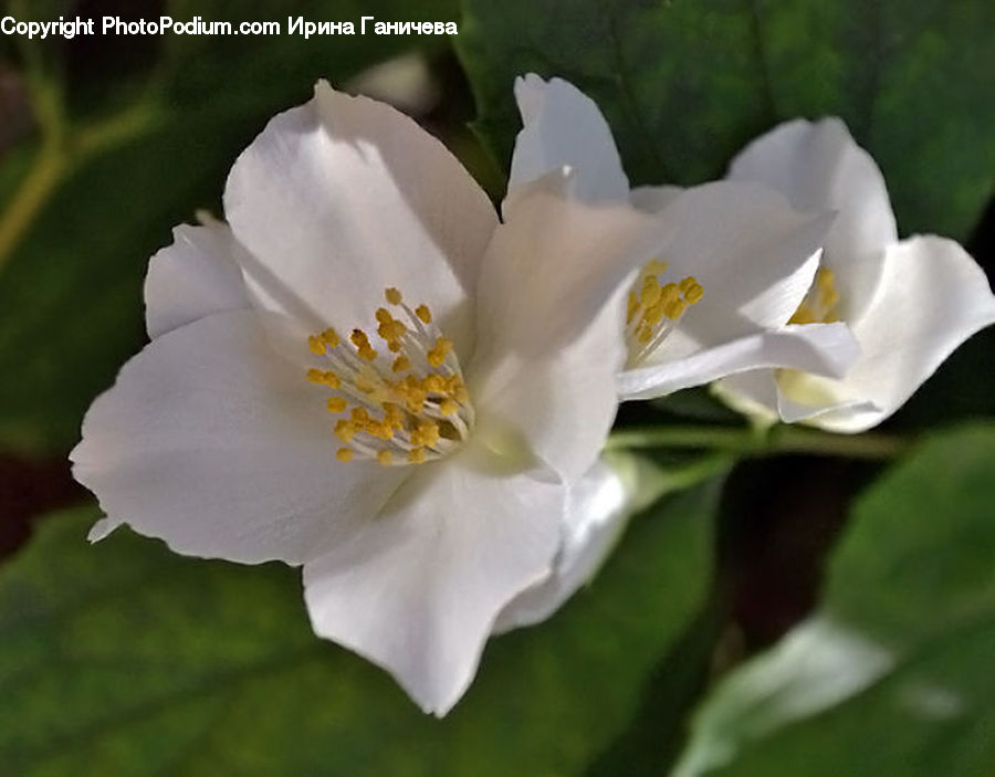 Blossom, Flora, Flower, Plant, Peony, Petal, Pollen