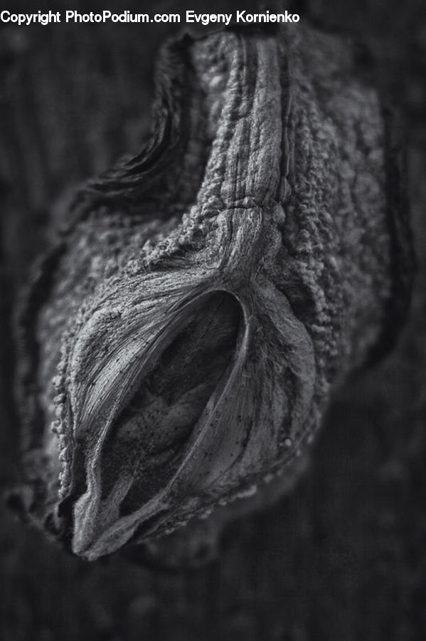 Tree Stump