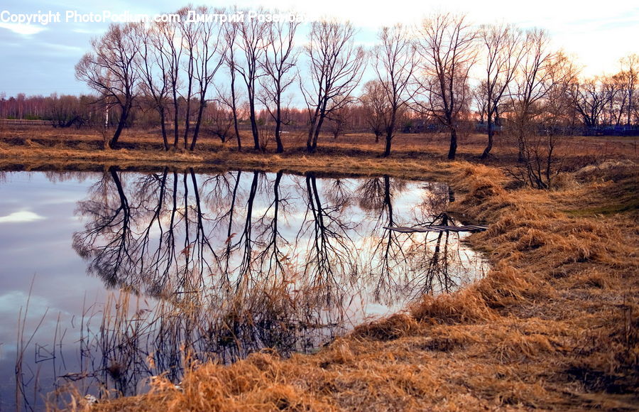 Land, Marsh, Outdoors, Swamp, Water, Field, Grass