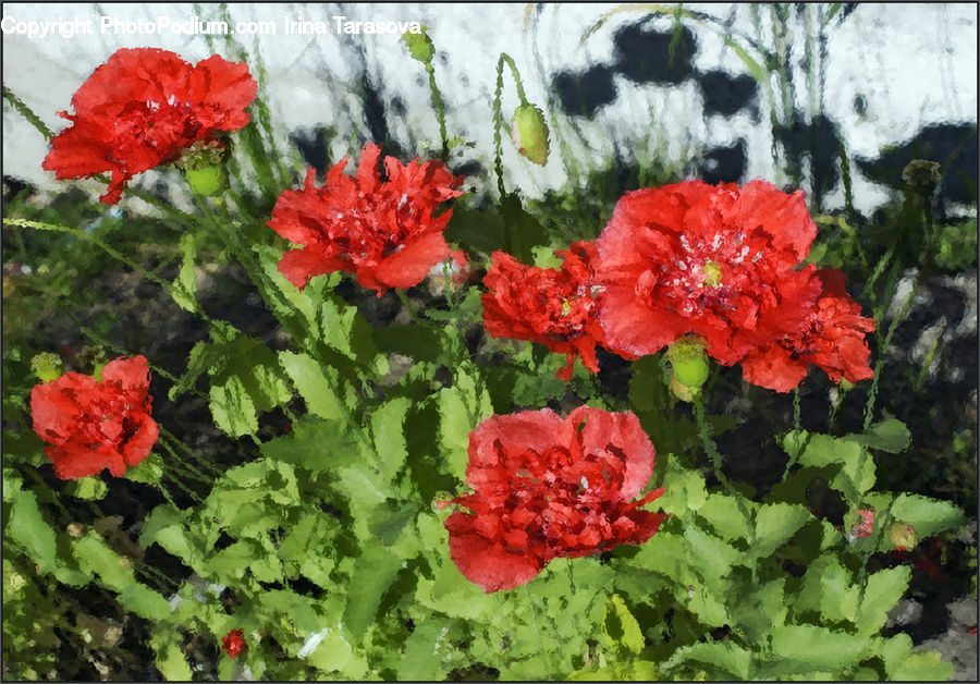 Blossom, Flora, Flower, Geranium, Plant, Poppy, Potted Plant