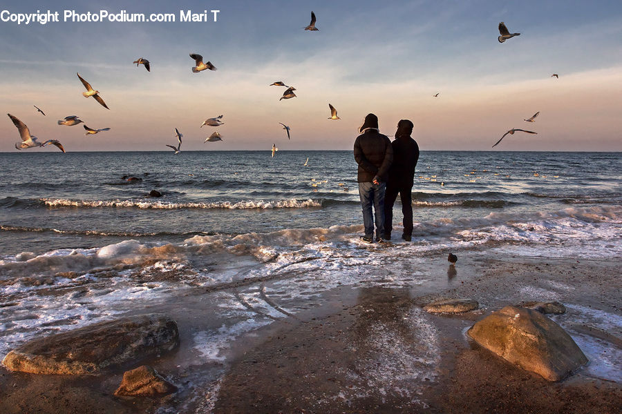 People, Person, Human, Bird, Pelican, Beach, Coast