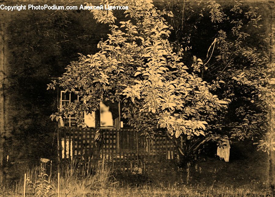 Conifer, Fir, Plant, Tree, Building, Cottage, Housing