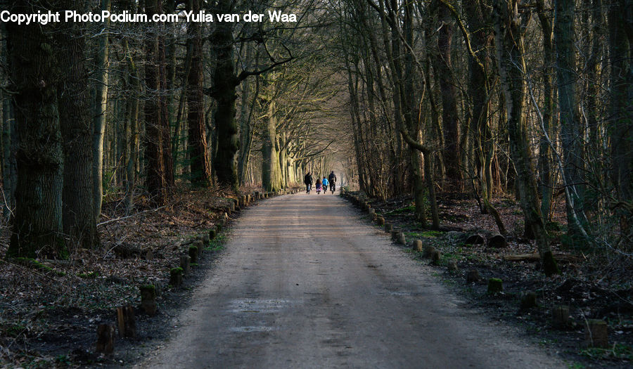 Path, Road, Walkway, Dirt Road, Gravel, Forest, Vegetation