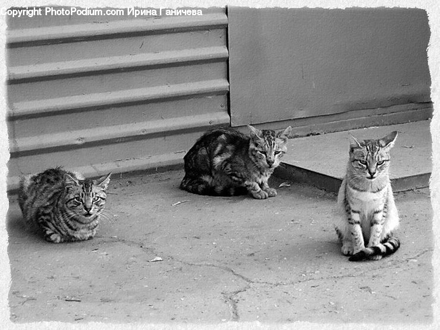Animal, Cat, Kitten, Mammal, Pet, Tiger, Adorable