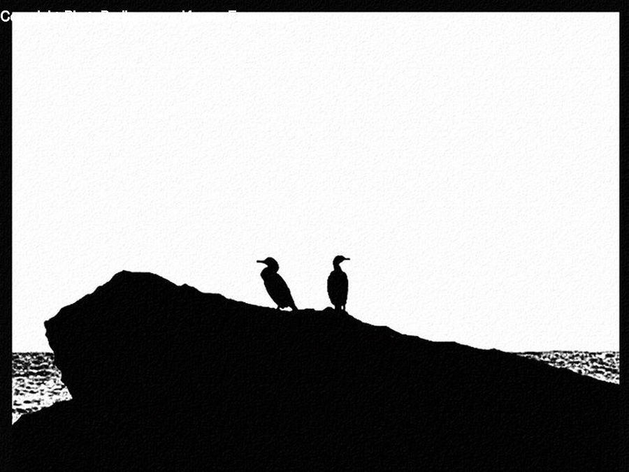 Silhouette
