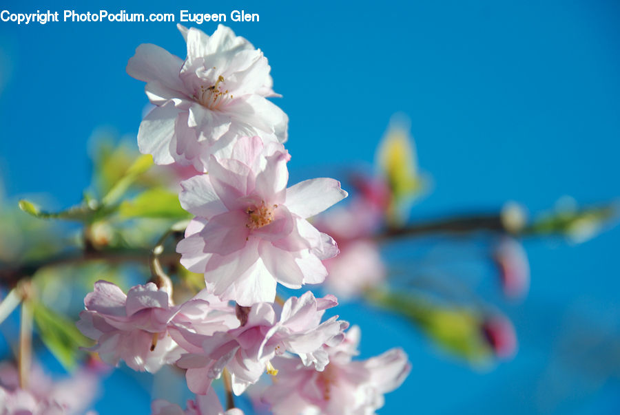 Blossom, Cherry Blossom, Flower, Flora, Petal, Plant, Carnation