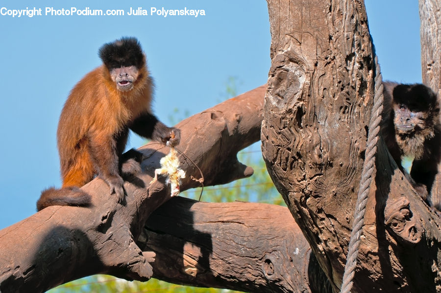 People, Person, Human, Animal, Mammal, Monkey, Outdoors