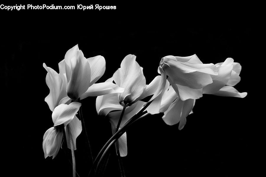 Blossom, Flora, Flower, Plant, Daffodil, Petal, Amaryllis