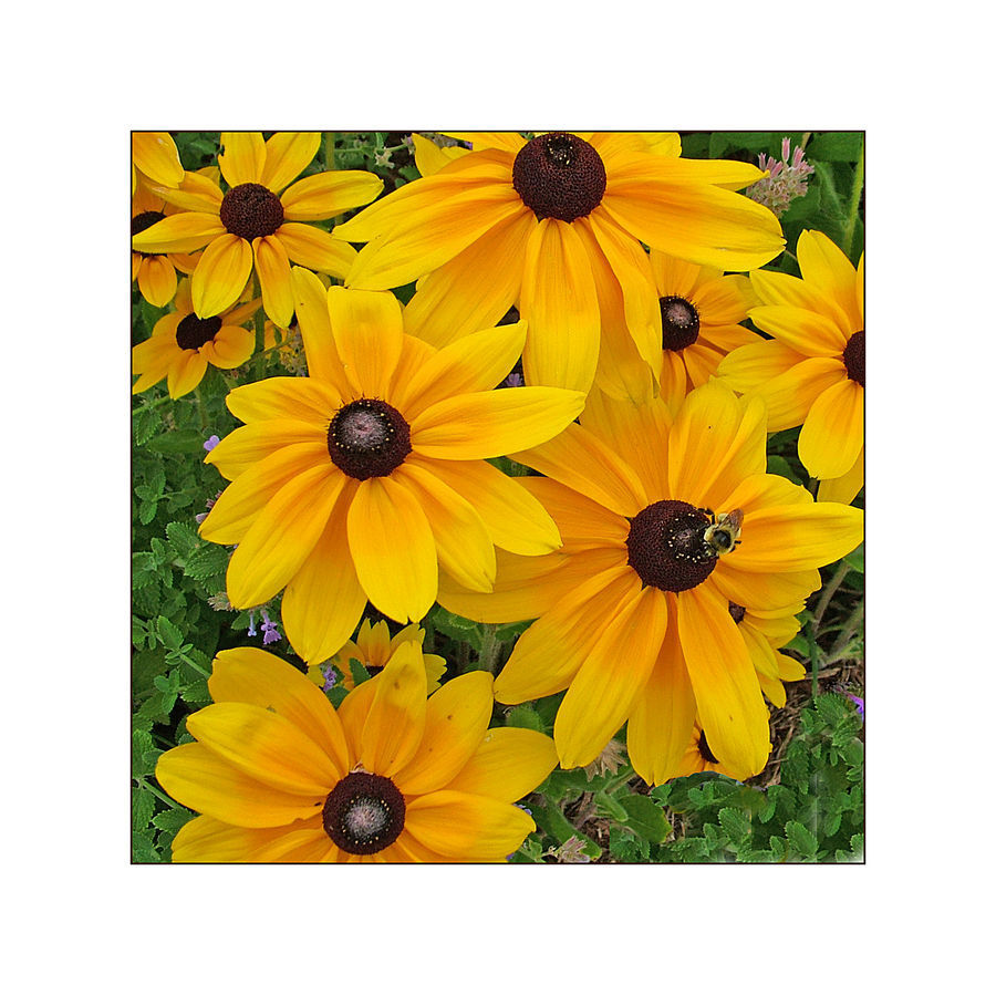 Flora, Flower, Plant, Treasure Flower, Daisies, Daisy, Flower Arrangement