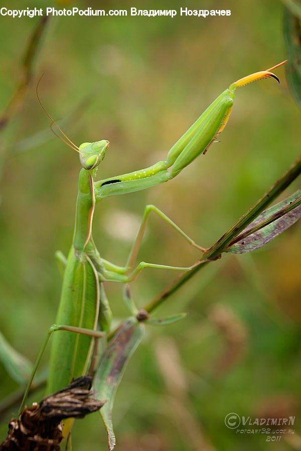 Insect, Invertebrate, Mantis, Bee Eater, Bird, Cricket Insect, Grasshopper