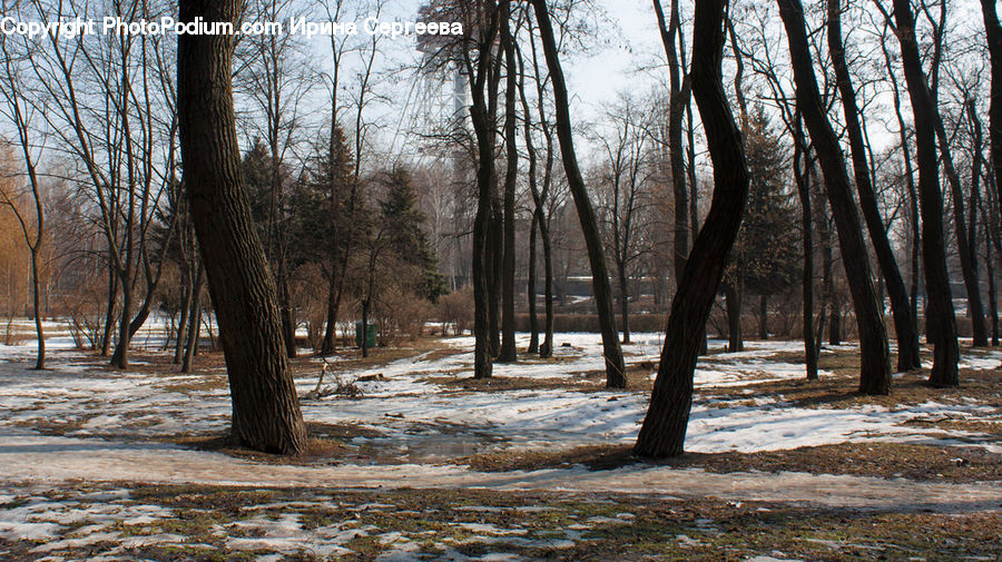Forest, Grove, Land, Bench, Vegetation, Plant, Tree