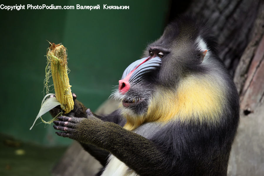 Corn, Food, Grain, Vegetable, Animal, Mammal, Monkey