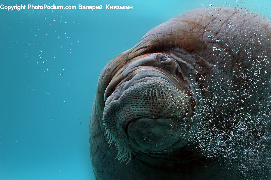 Animal, Mammal, Sea Life, Walrus