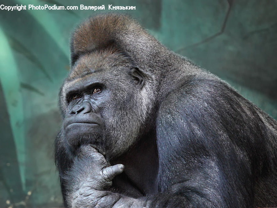 Animal, Ape, Mammal, Monkey