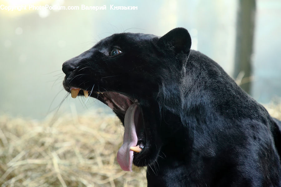 Animal, Leopard, Panther