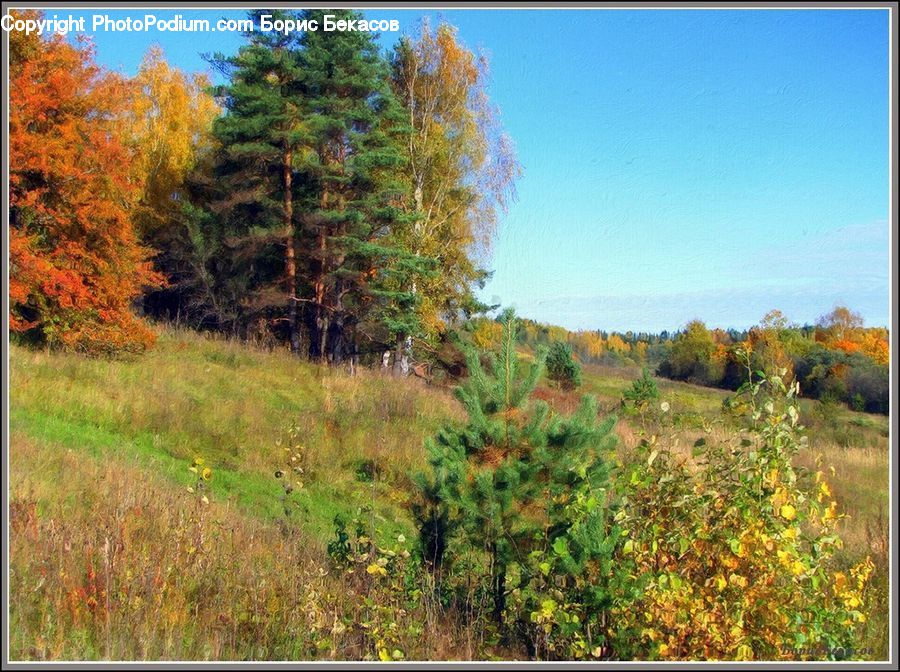 Conifer, Larch, Tree, Wood, Fir, Pine, Plant
