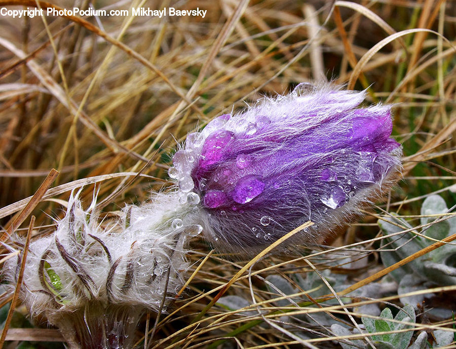 Blossom, Crocus, Flora, Flower, Plant, Feather Boa, Scarf