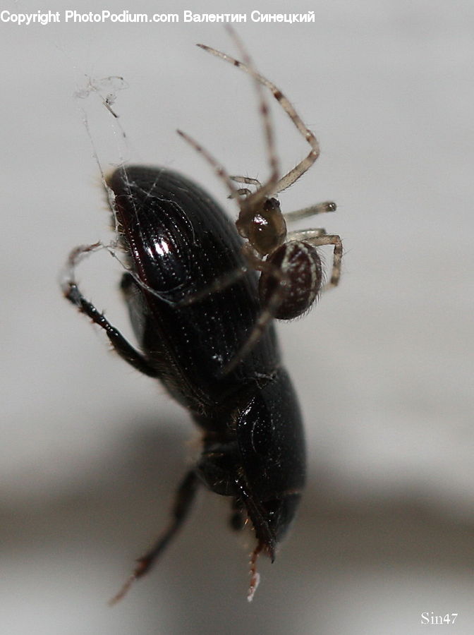 Cockroach, Insect, Invertebrate, Arachnid, Black Widow, Garden Spider, Spider