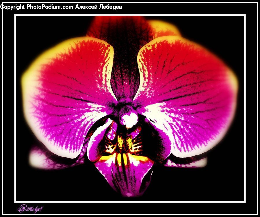 Collage, Poster, Blossom, Flora, Flower, Plant, Geranium