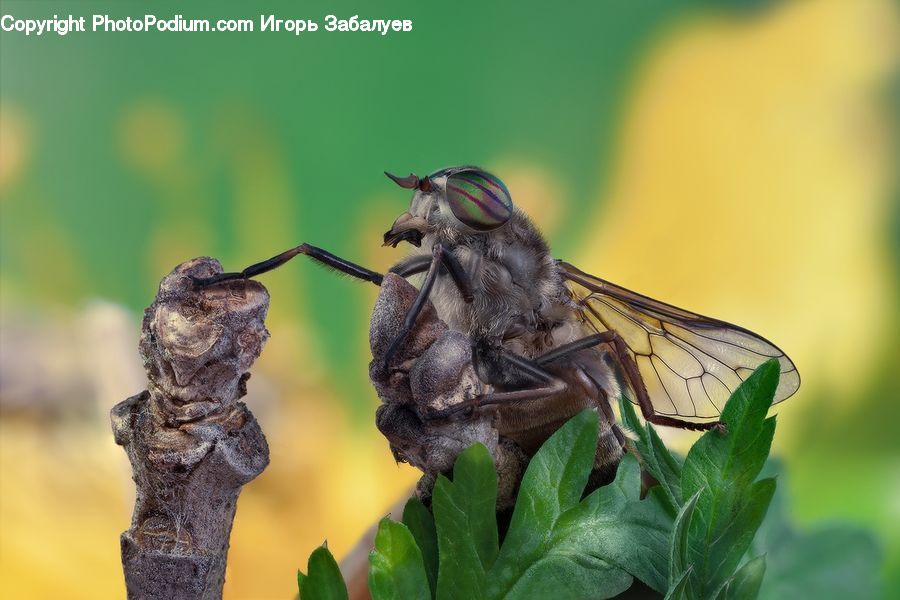 Asilidae, Insect, Bee, Invertebrate, Art, Sculpture, Statue