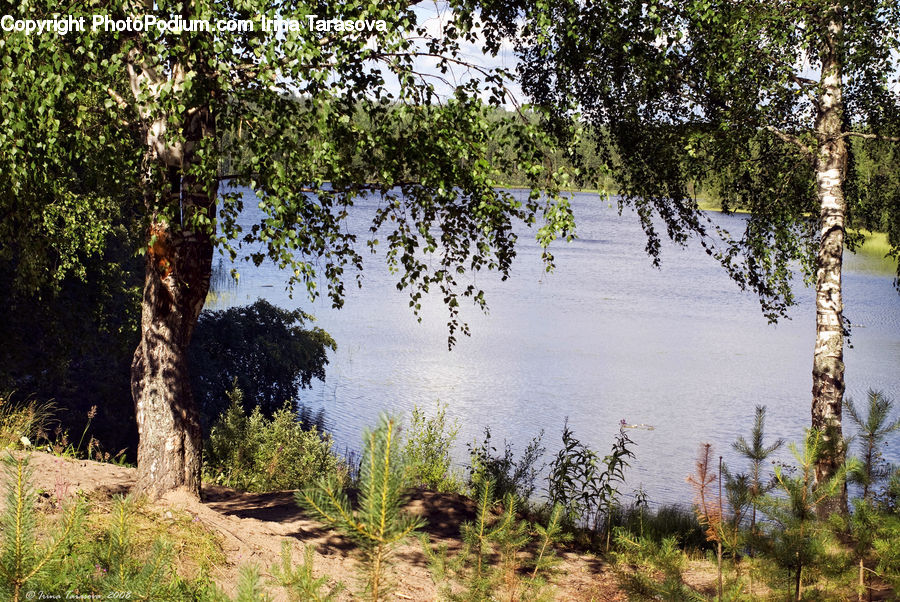 Outdoors, Pond, Water, Plant, Vegetation, Forest, Bush