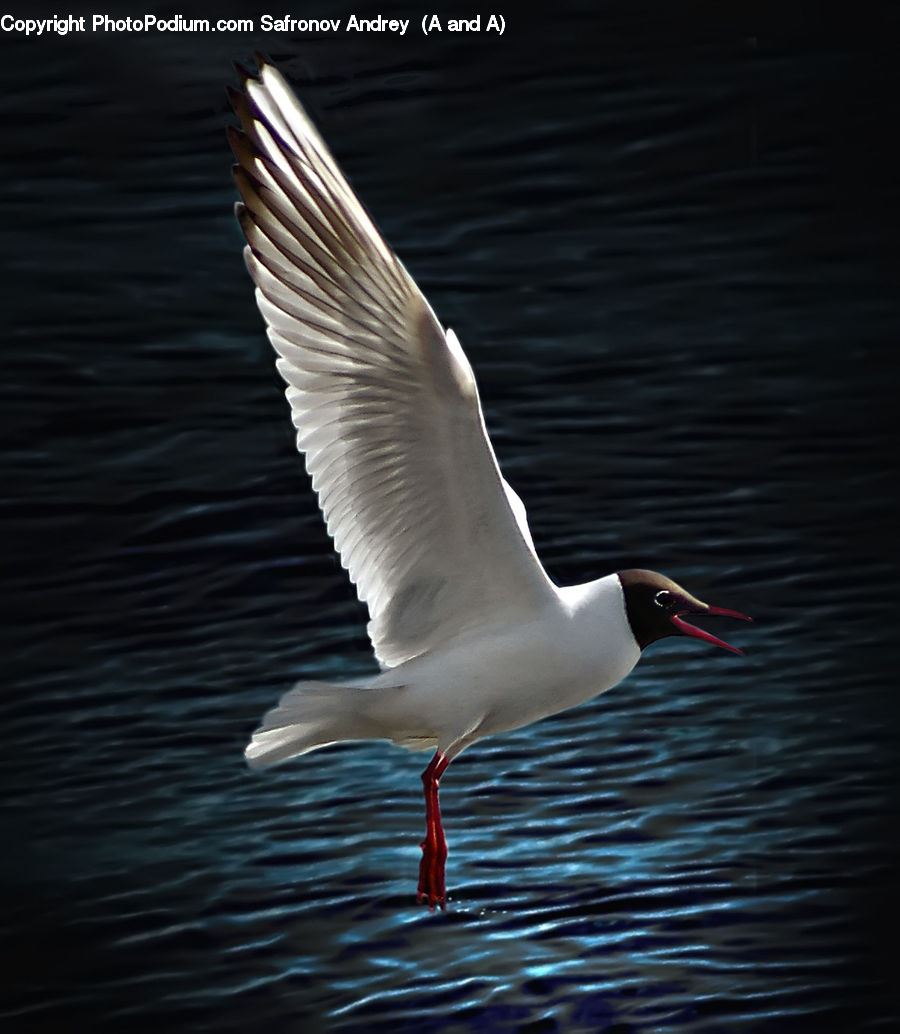 Beak, Bird, Waterfowl, Seagull, Goose, Albatross, Swan