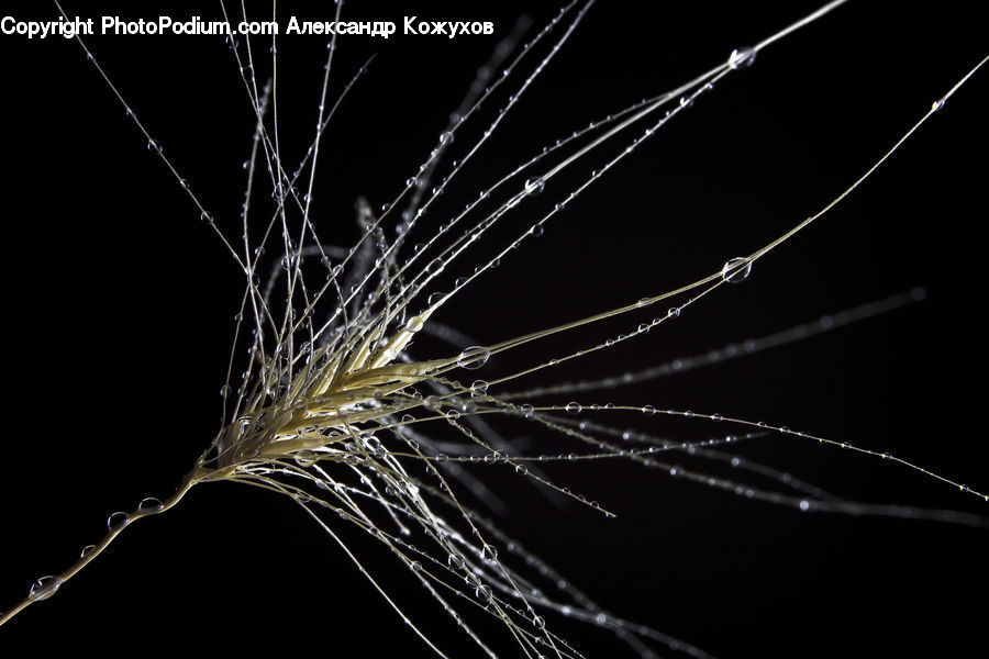 Fireworks, Night, Grain, Seed, Field, Grass, Grassland