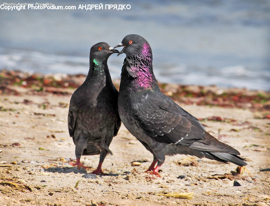 Bird, Pigeon, Dove