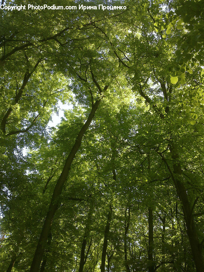 Forest, Vegetation, Fir, Redwood, Tree, Wood, Birch