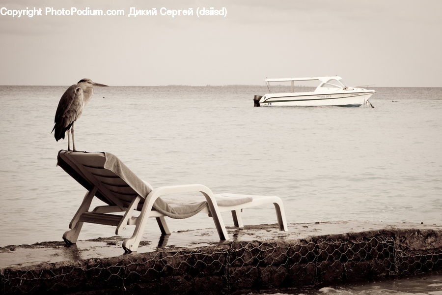 Chair, Furniture, Ardeidae, Bird, Beach, Coast, Outdoors