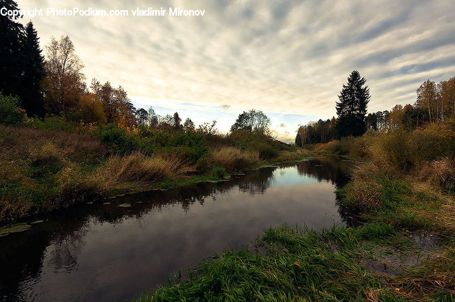 Plant, Potted Plant, Field, Grass, Grassland, Outdoors, River