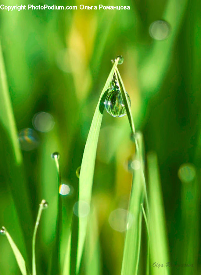 Droplet, Field, Grass, Grassland, Plant, Blossom, Flora