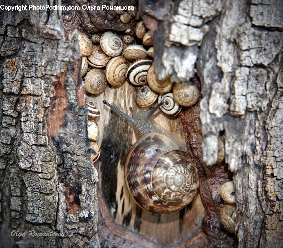 Box Turtle, Reptile, Tortoise, Turtle, Agaric, Amanita, Fungus