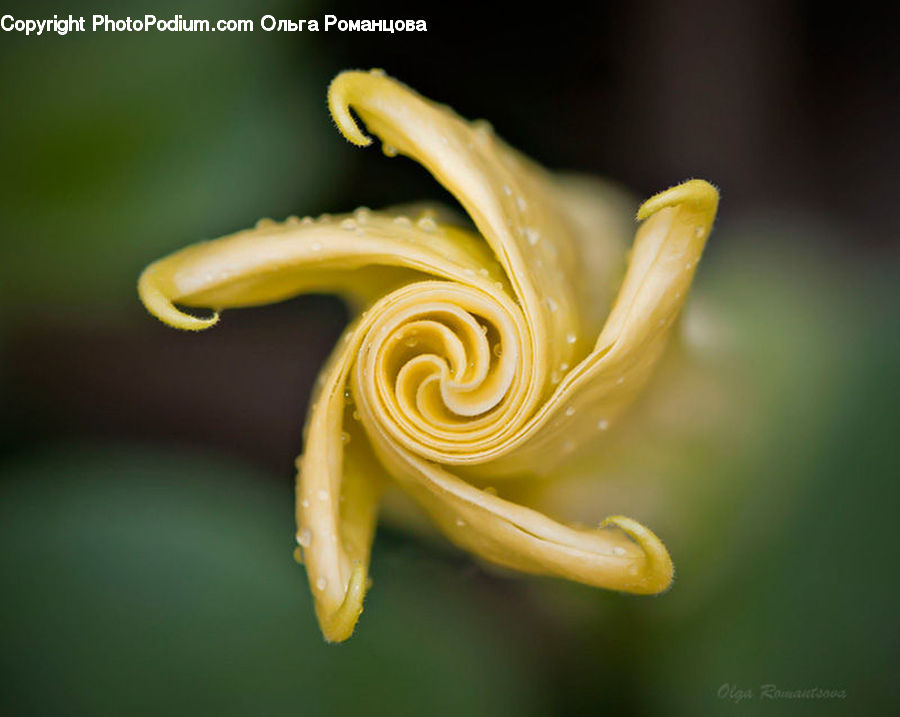 Flora, Flower, Lily, Plant, Blossom, Conifer, Fir