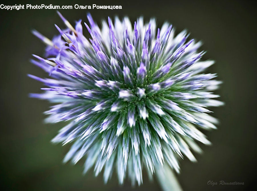 Allium, Blossom, Flora, Flower, Plant, Thistle, Weed