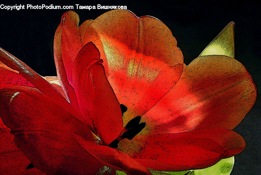 Flora, Flower, Gladiolus, Plant, Lily, Blossom, Geranium