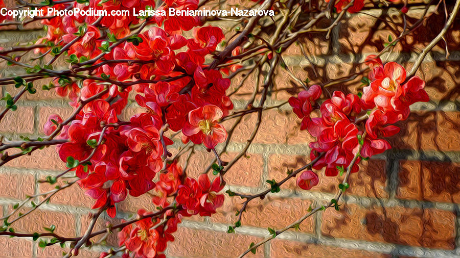 Ivy, Plant, Vine, Blossom, Flora, Flower, Geranium