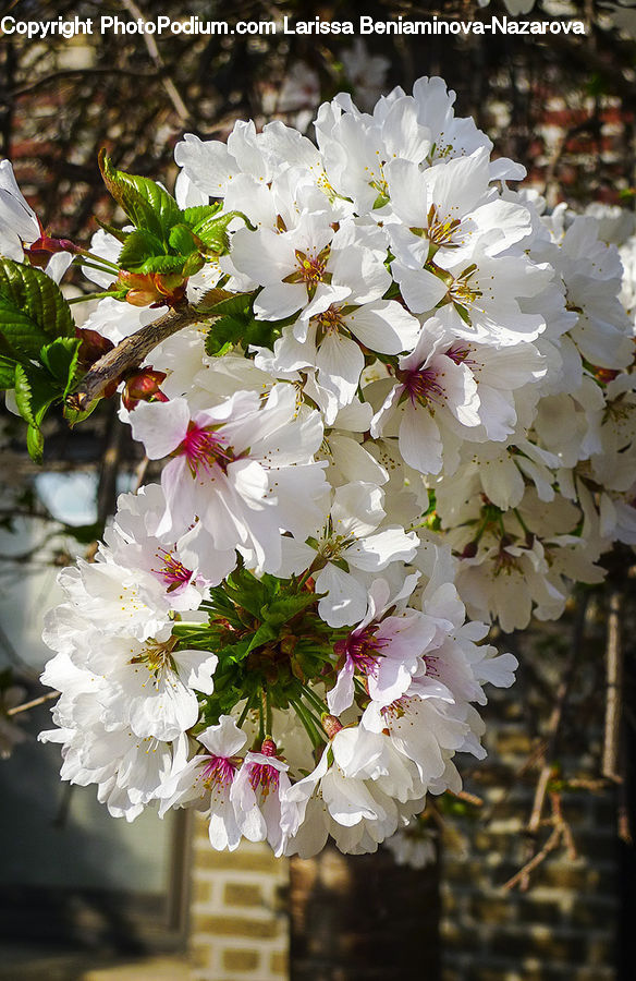 Blossom, Flora, Flower, Plant, Potted Plant, Flower Arrangement, Flower Bouquet